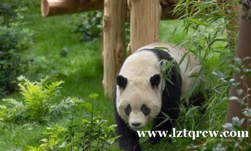 旅美大熊猫“云川”和“鑫宝”身体健康状况良好